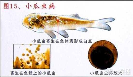 锦鲤小瓜虫病是如何引起的?锦鲤小瓜虫病的治疗方法
